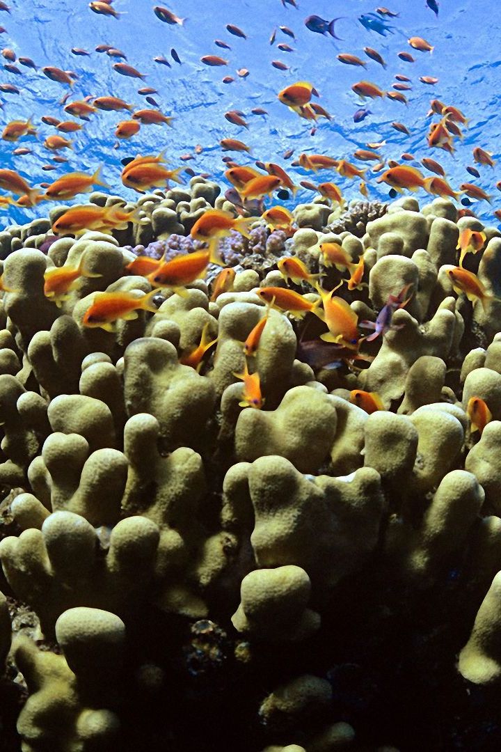 Обитатели Красного моря