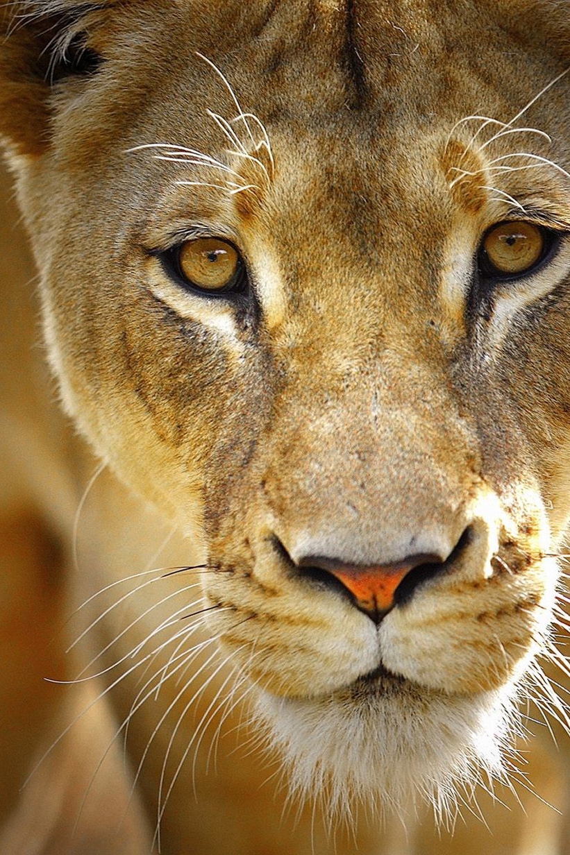 Королева львов