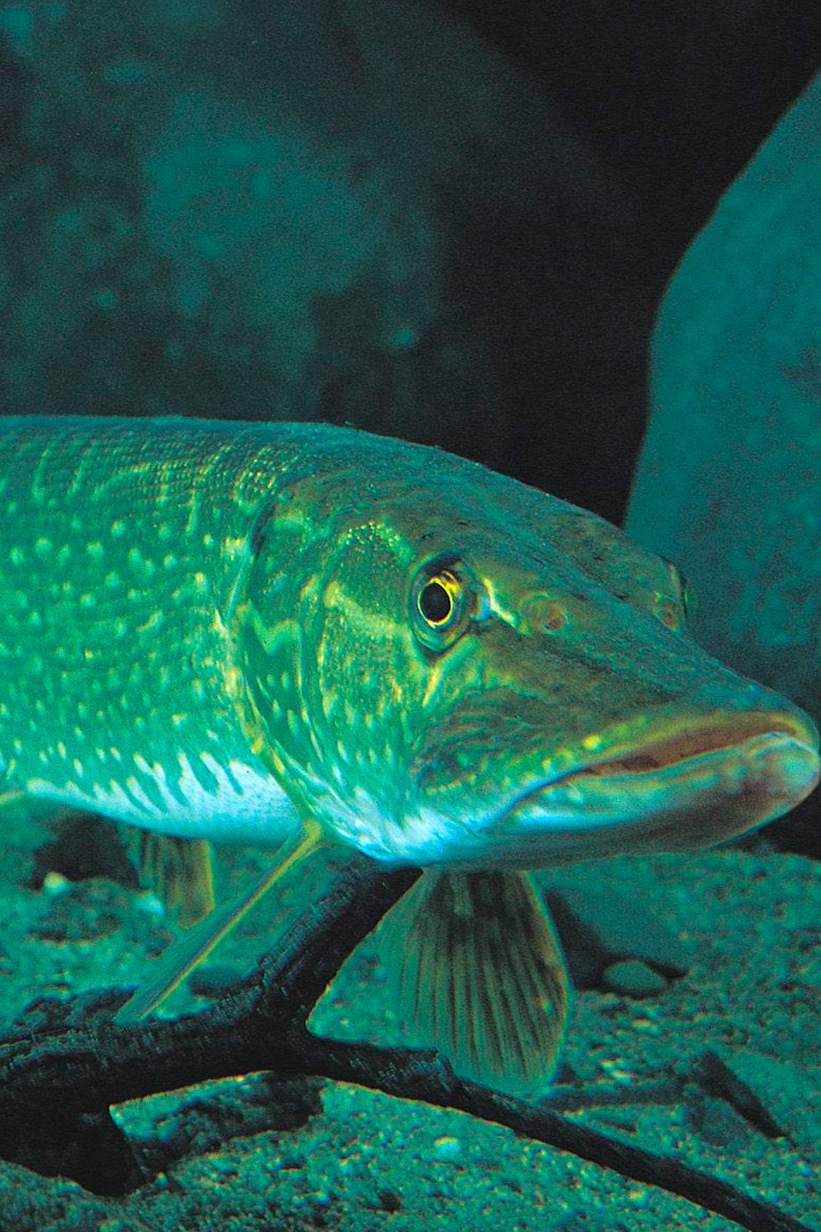 Ловля щуки в дельте Волги