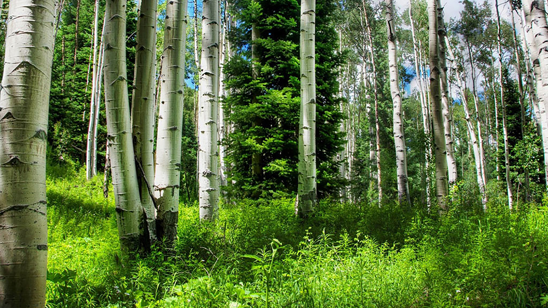 Берёзовый лес