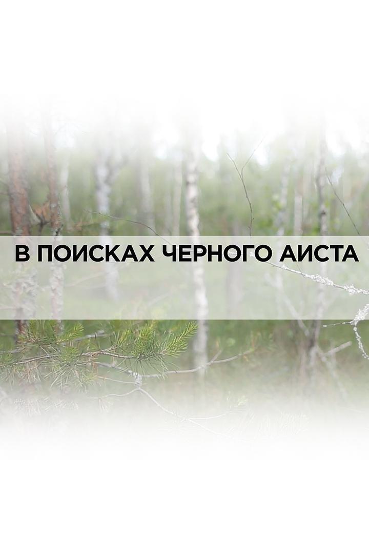 В поисках чёрного аиста