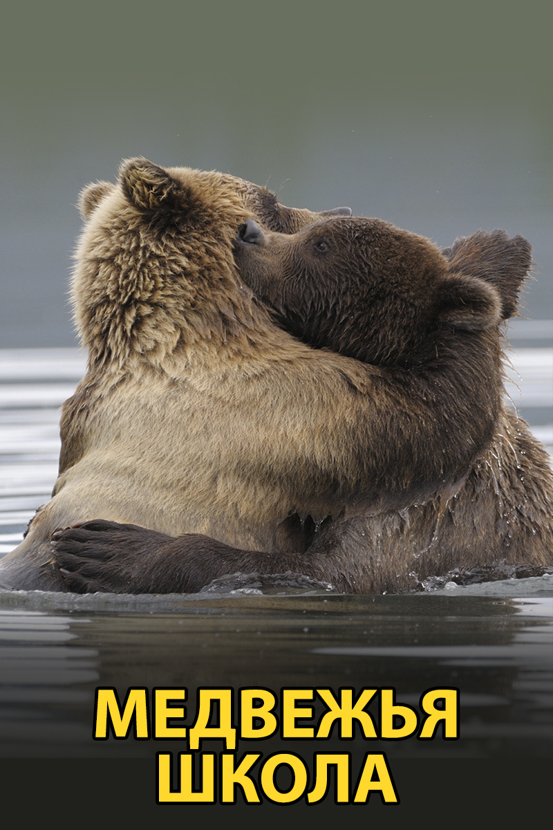 Медвежья школа