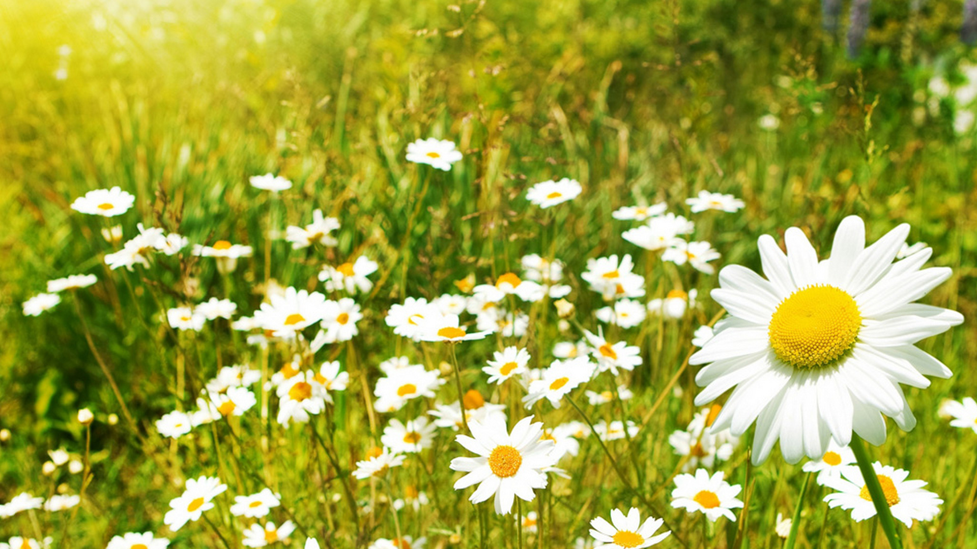 Ромашки на лугу