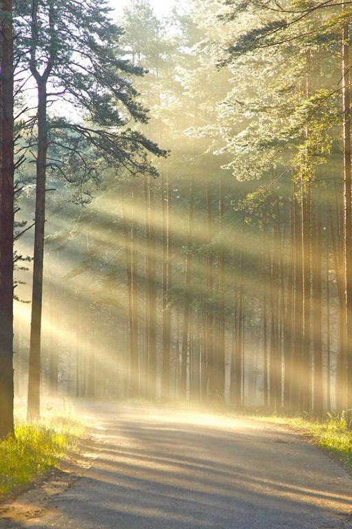 Утро в Карельском лесу