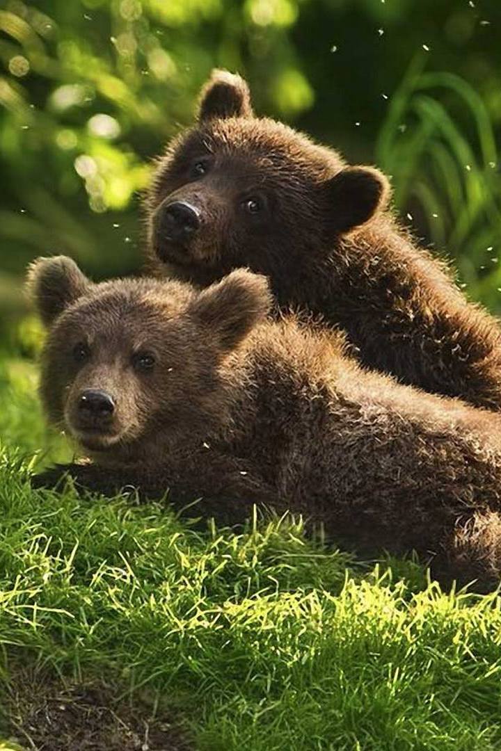 Медвежата-путешественники