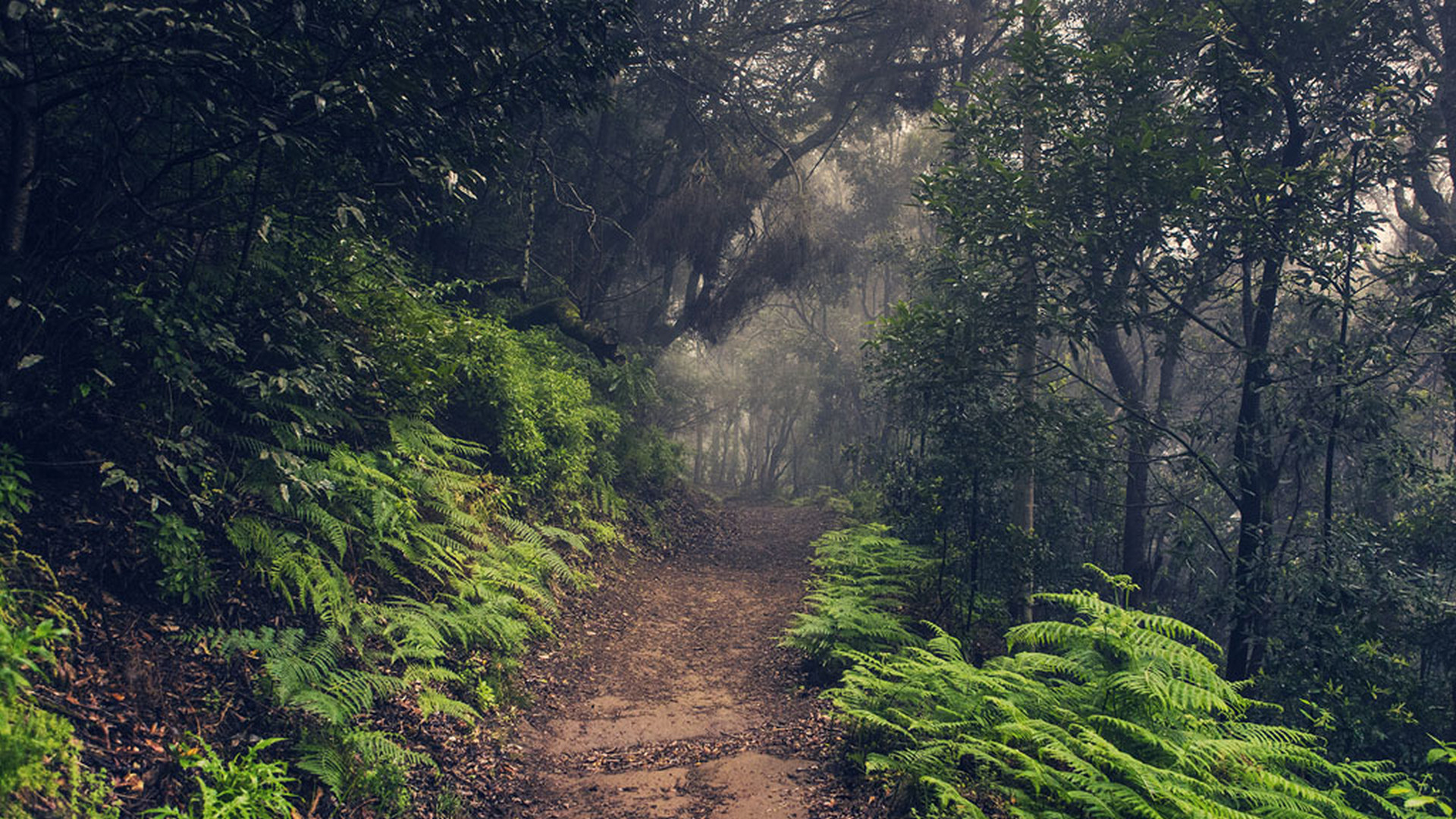 Реликтовый лес