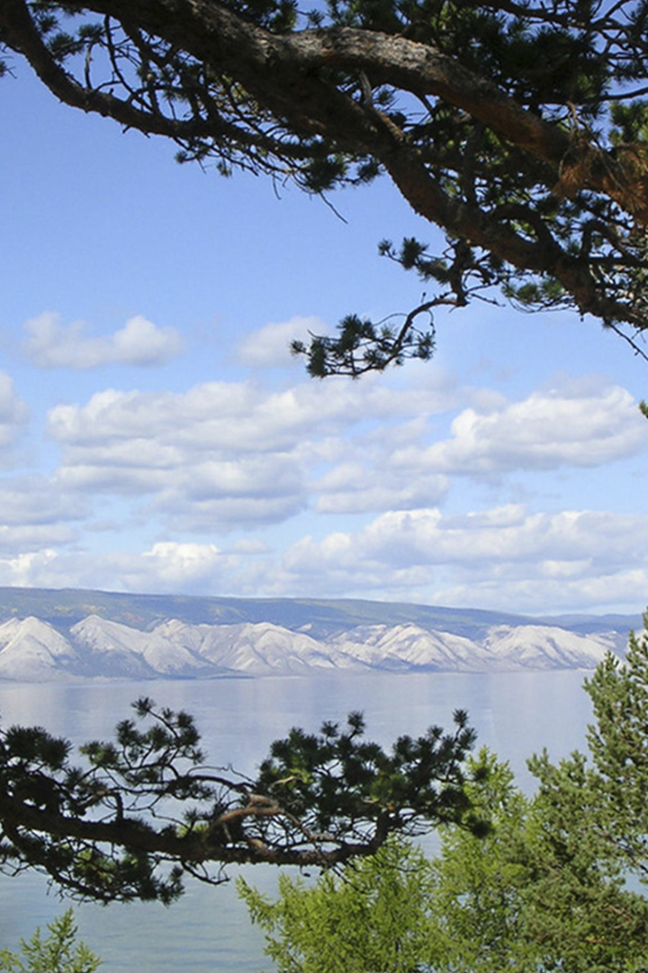 Древа Ольхона