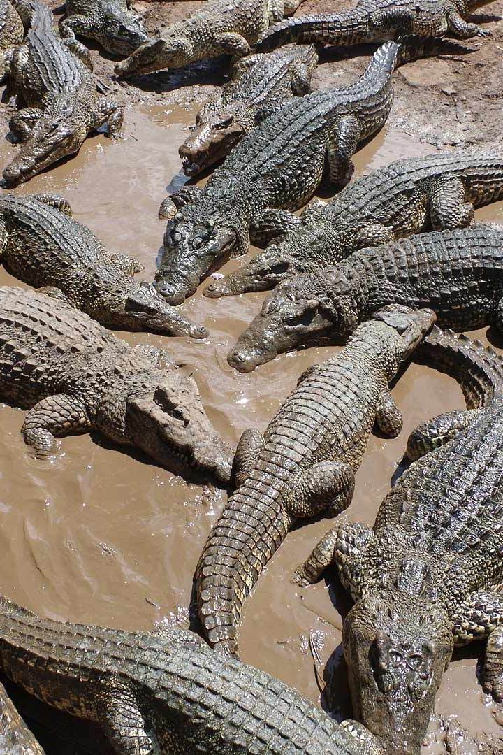 Укротители крокодилов