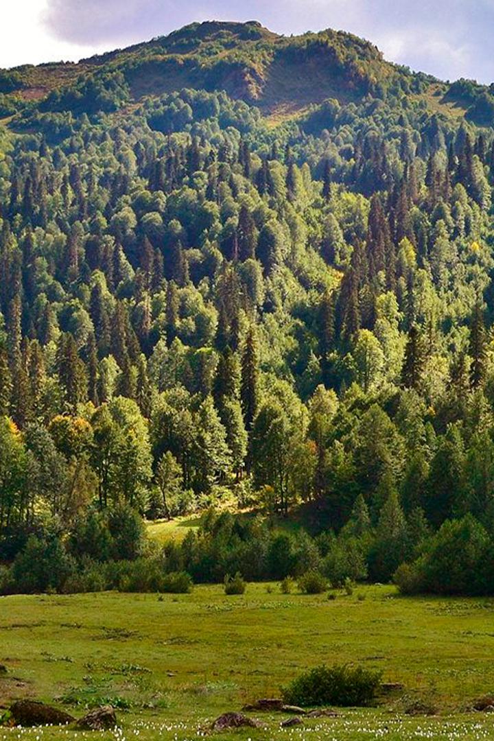 Ауадхарская поляна
