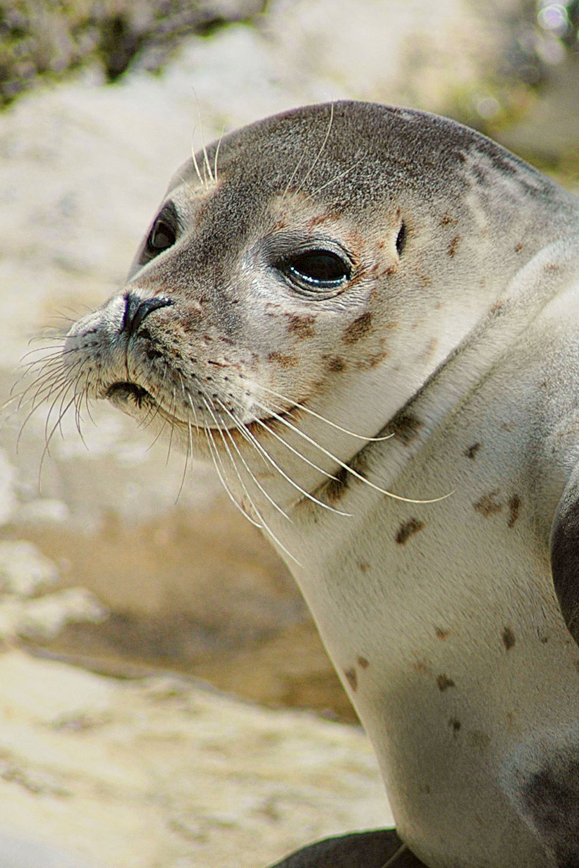 Тюлени Лоры Белоиван