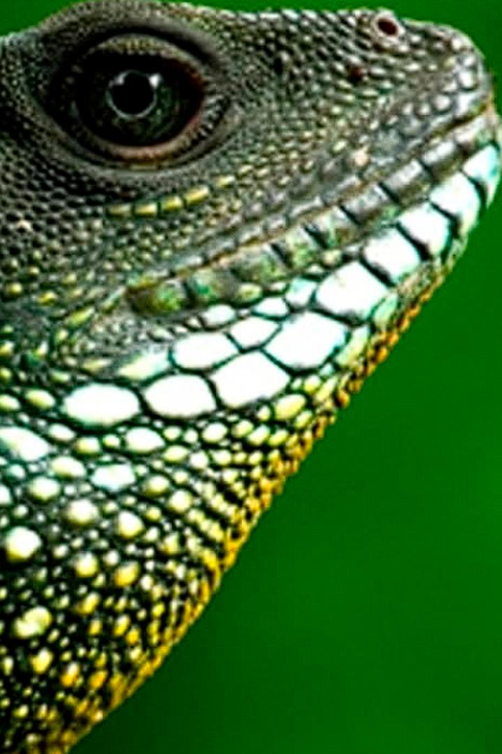 ველური ტაილანდი