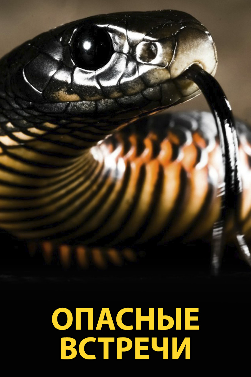 Смертельная встреча