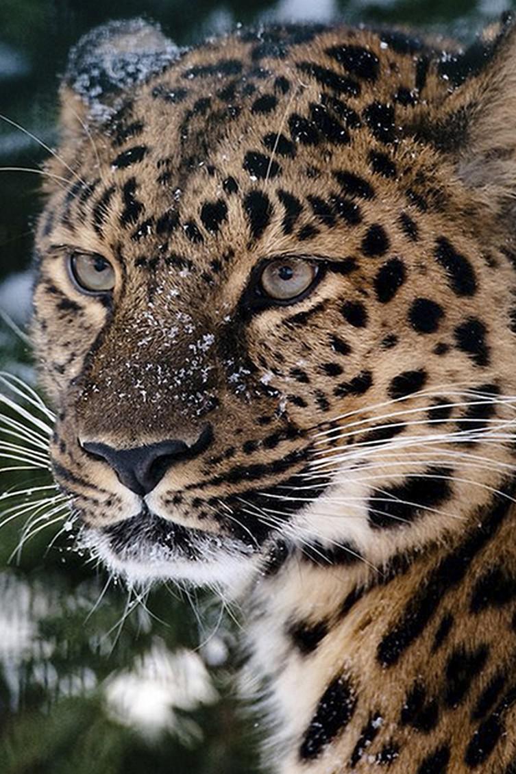 Хранители земли леопарда