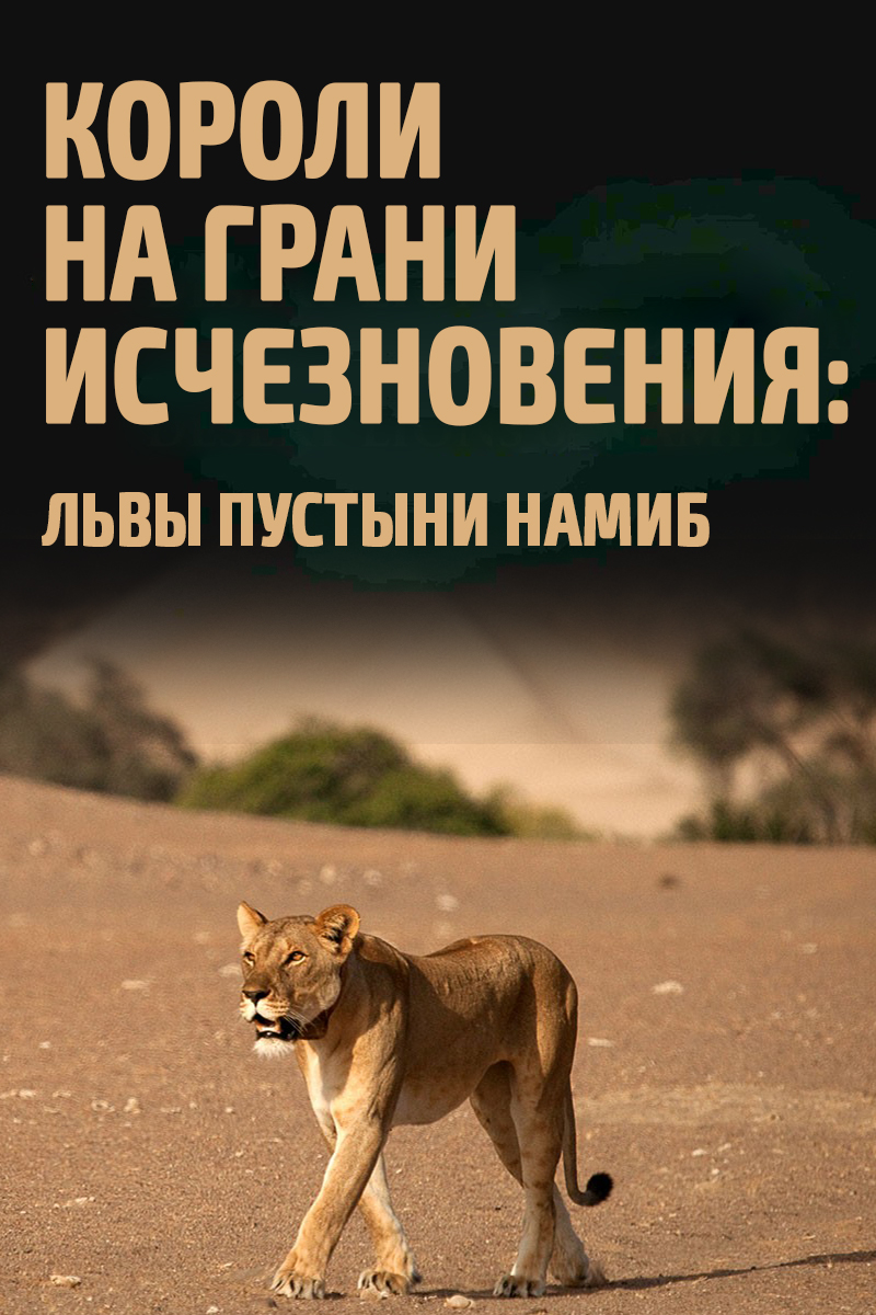 Короли на грани исчезновения: львы пустыни Намиб
