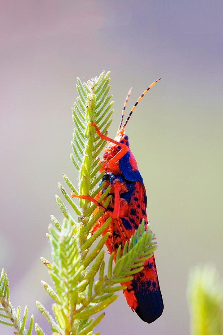 Дикая Австралия