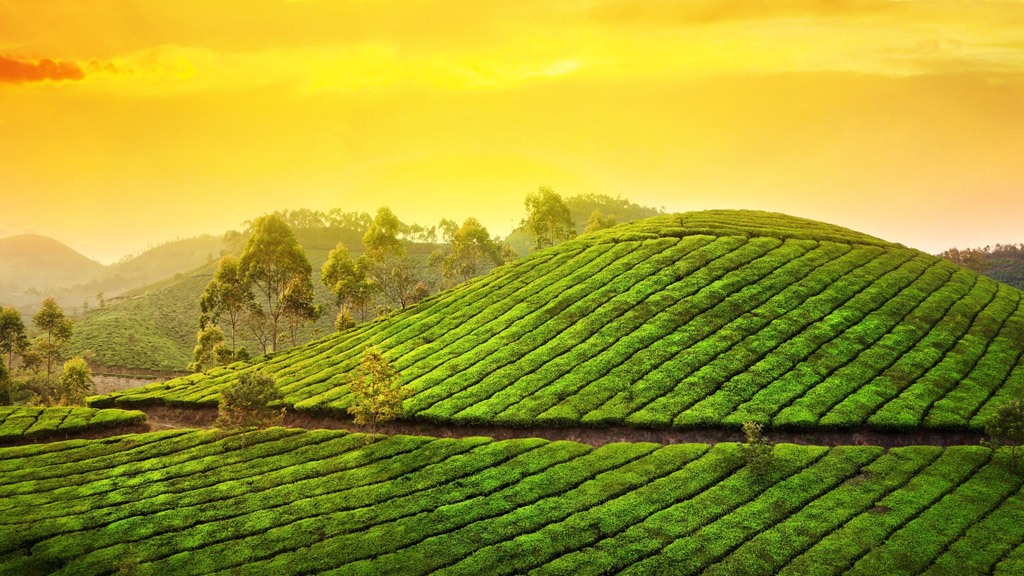 Чайные плантации
