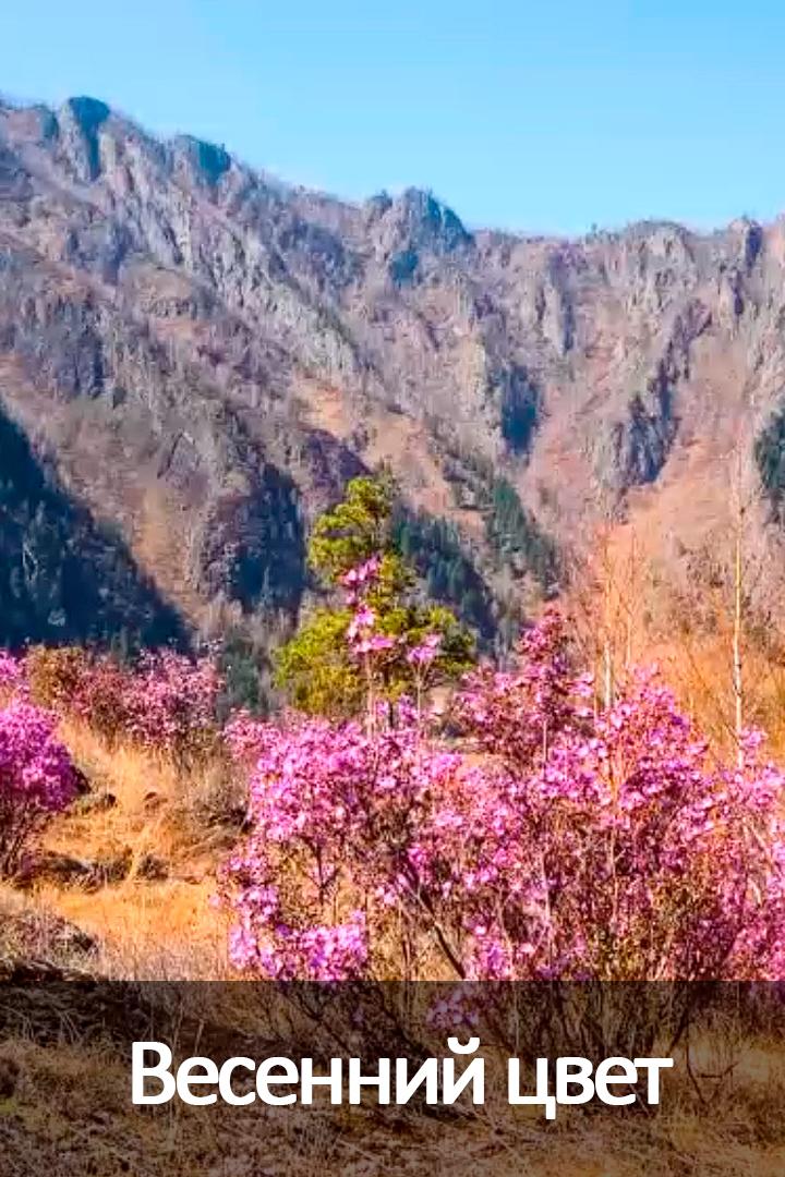 Весенний цвет