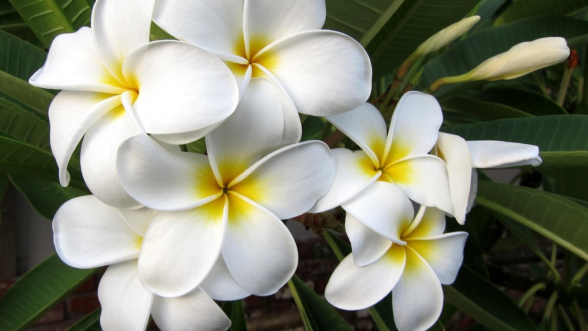 Цветущая Плюмерия