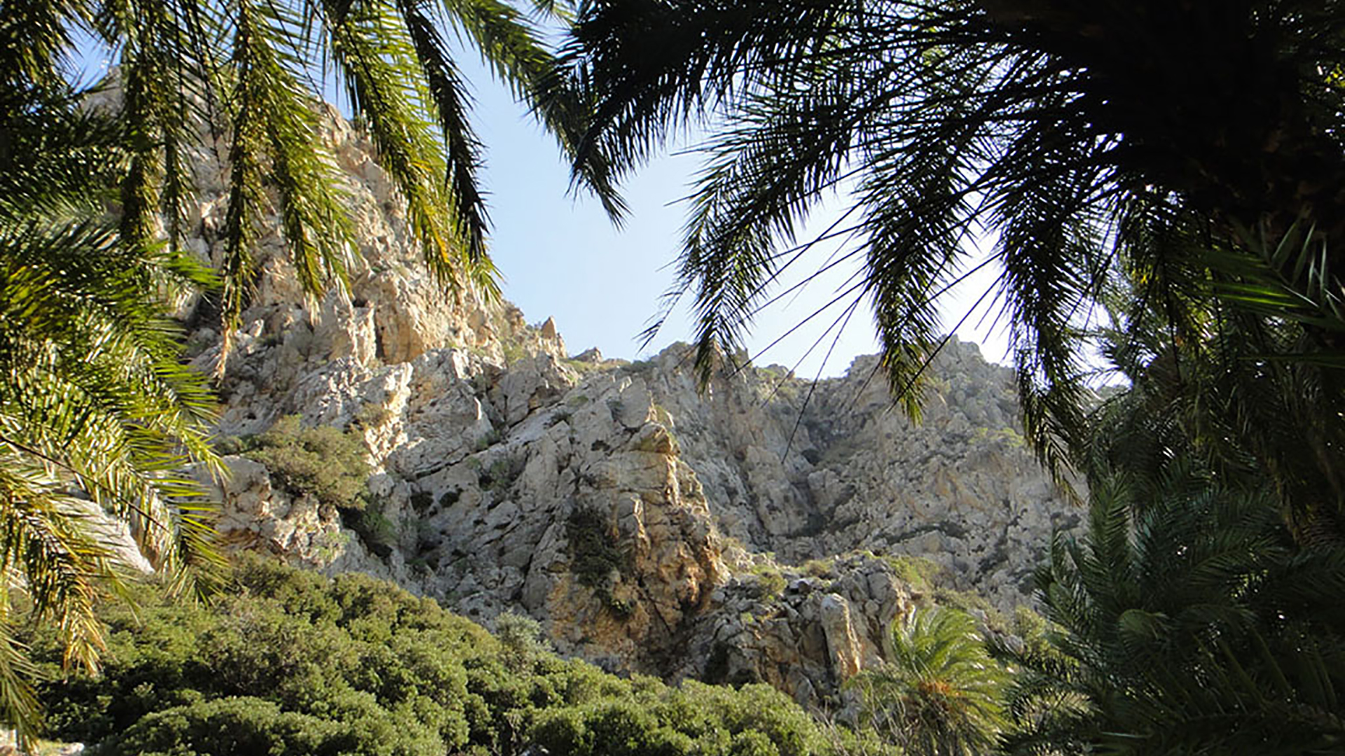 В пальмовом лесу Превели