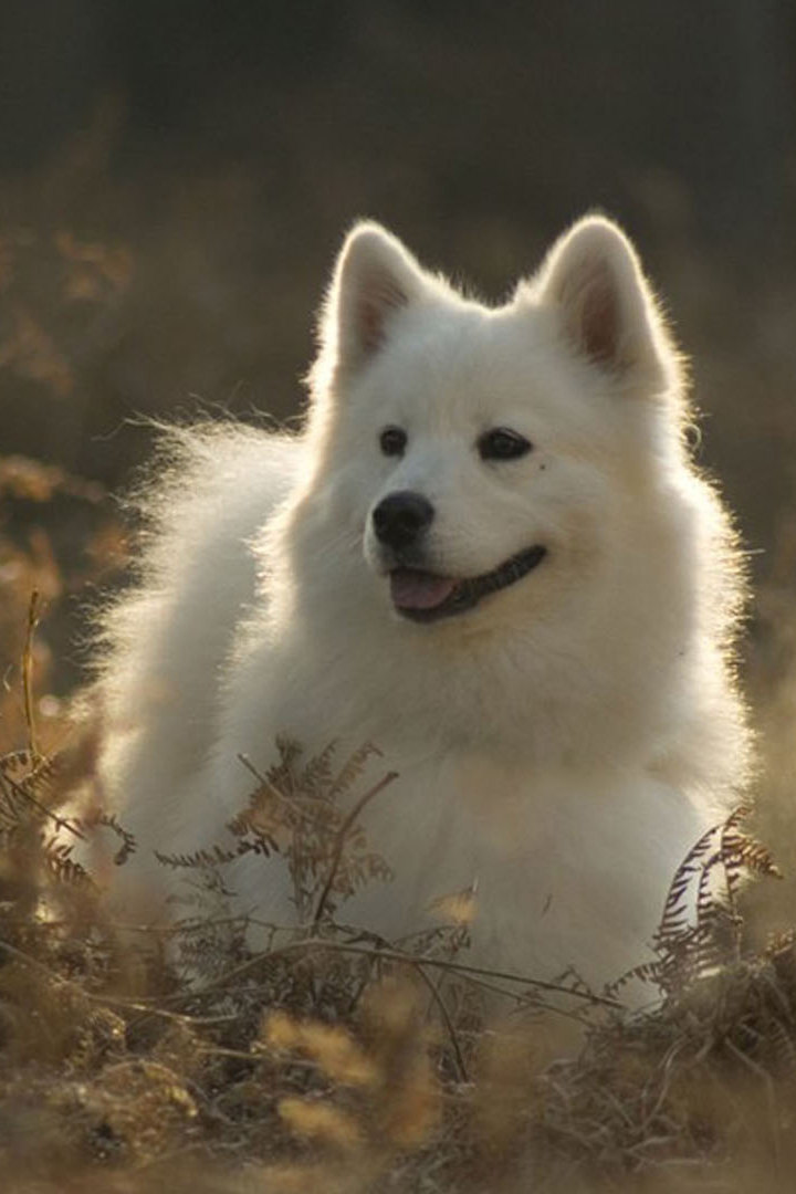 Моя собака - гений!