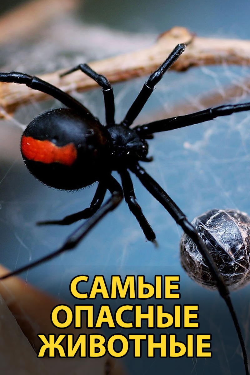 Самые опасные животные