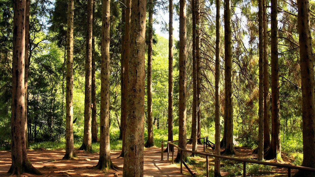 Сосновый лес