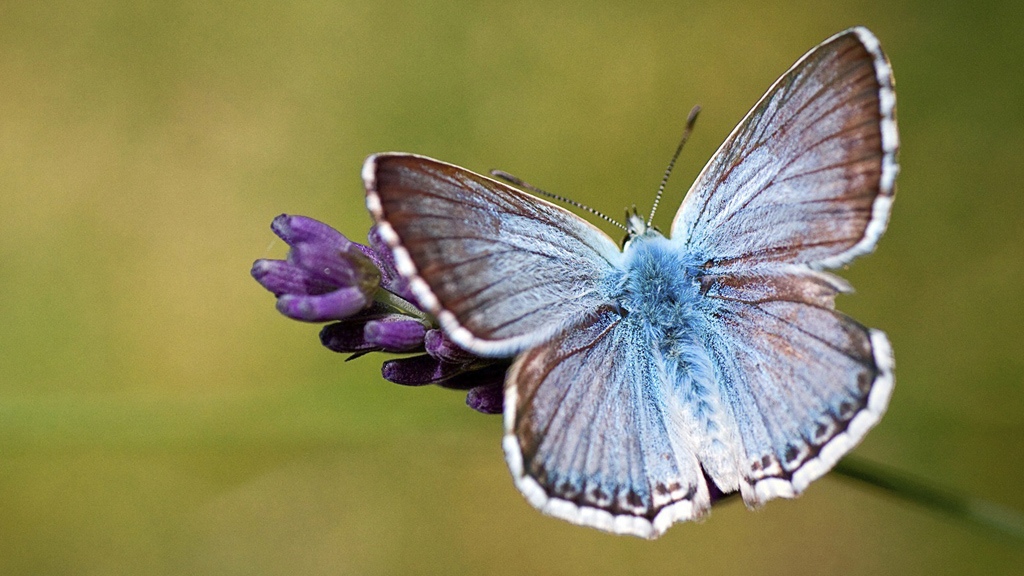 Бабочка Голубянка