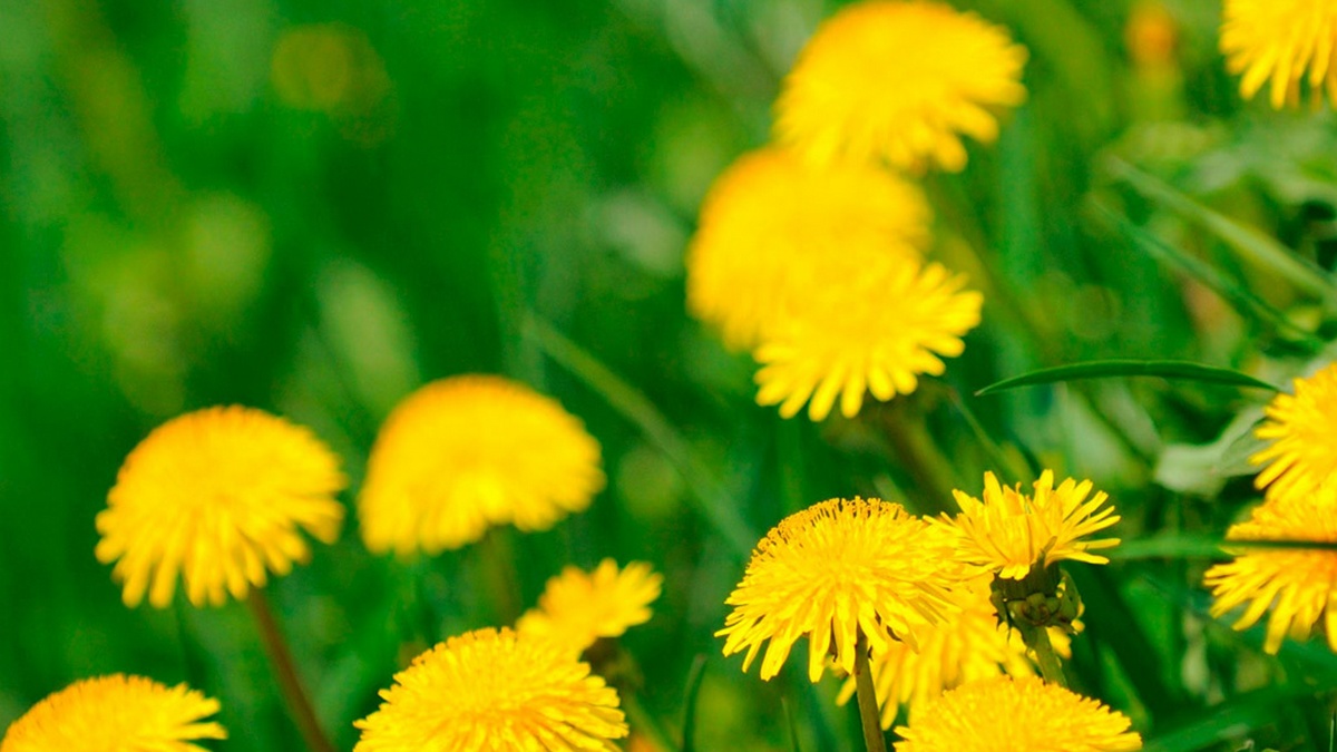 Одуванчики