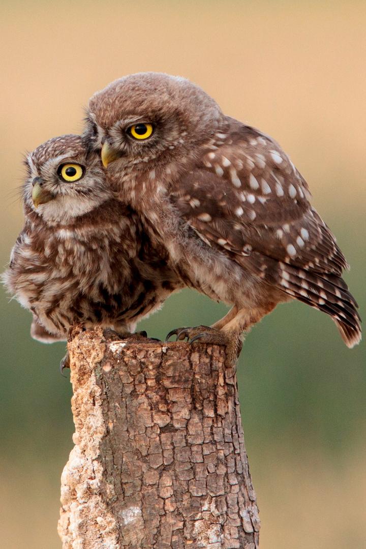 Повелитель ночей