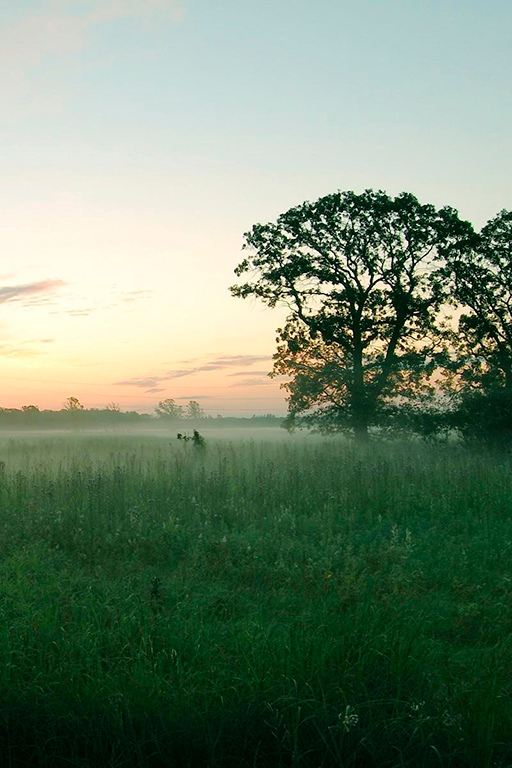 Рассвет в тумане