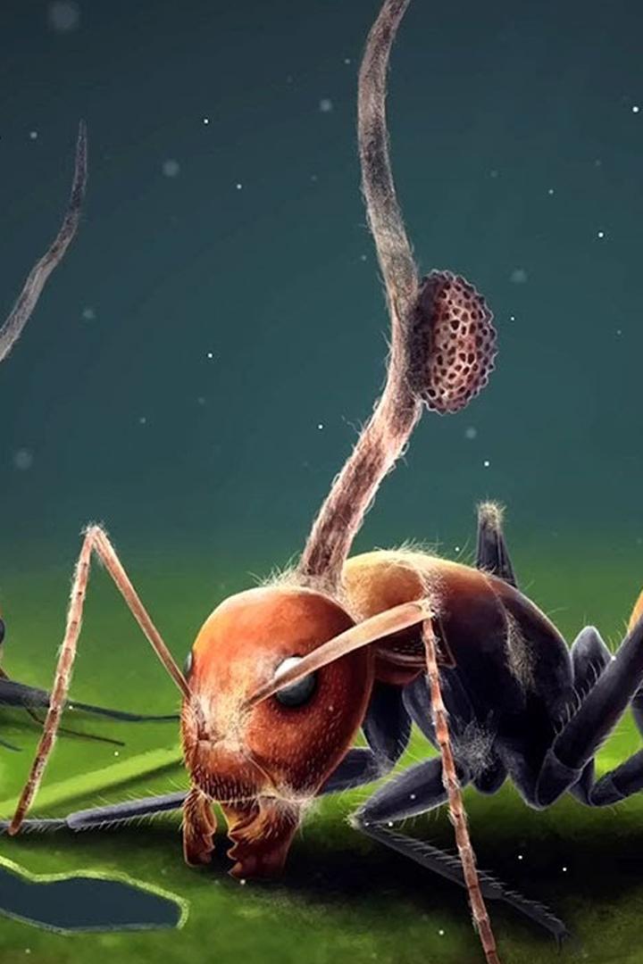 Удивительный мир грибов