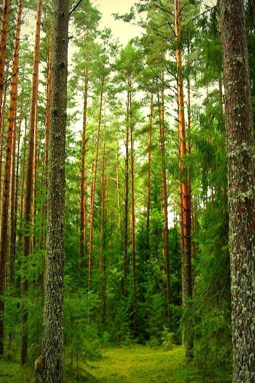 Жизнь в лесу