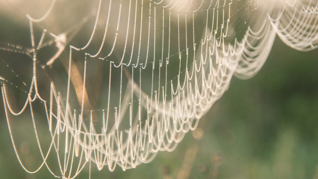 Утренняя паутина