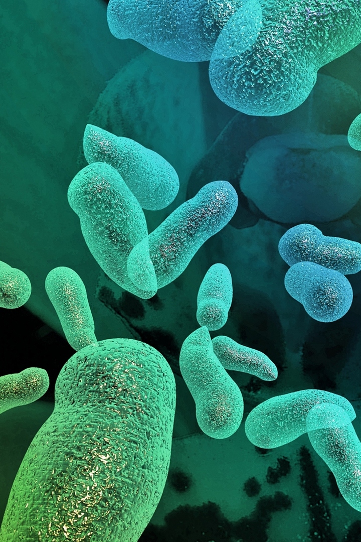 Бактерии. Гости или хозяева?