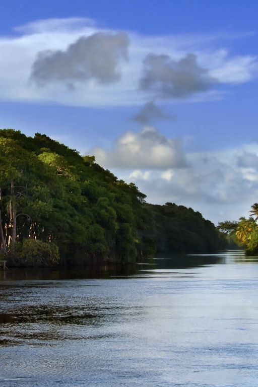 Мангровый лес