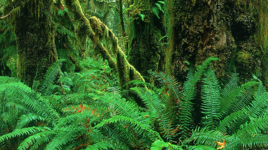 Тропический лес