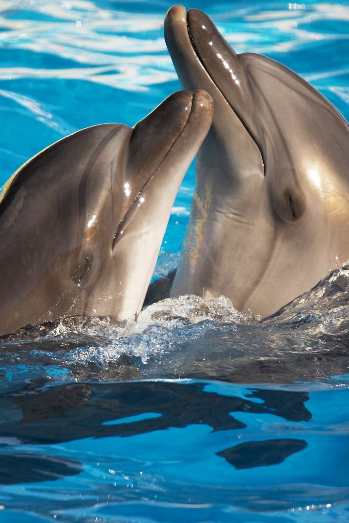 Танцы с дельфинами