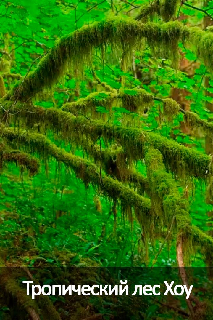 Тропический лес Хоу