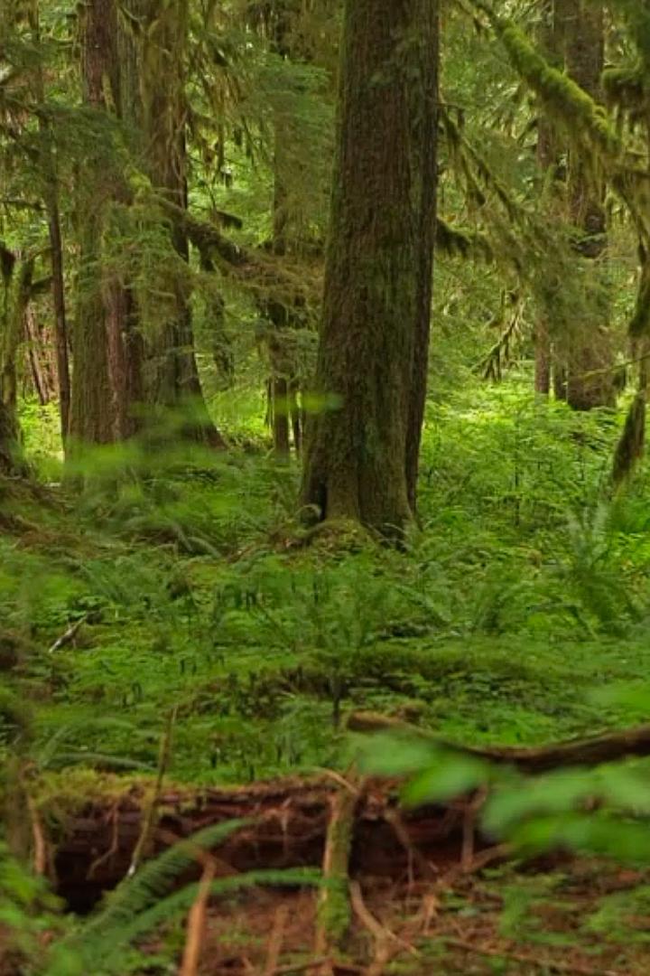 Тропический лес Сол Дак