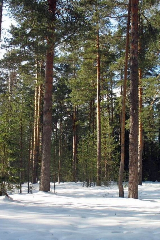 Кировский лес