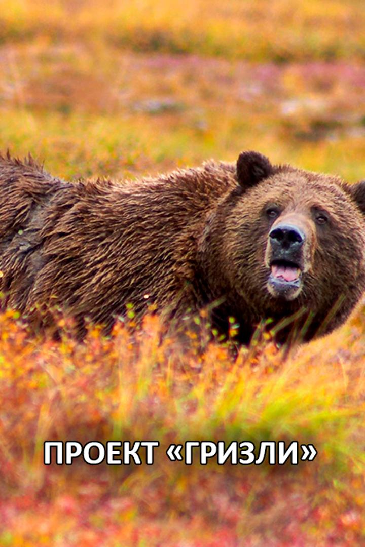 Проект "Гризли"