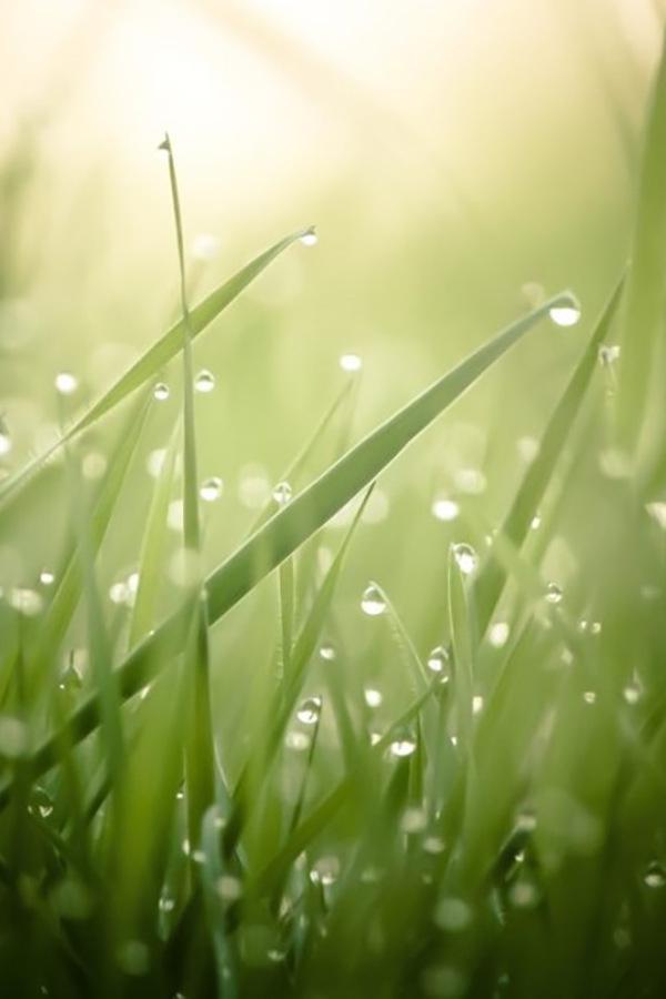 Живая природа