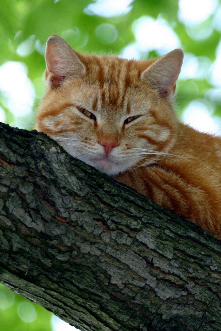 Кошки против кошек