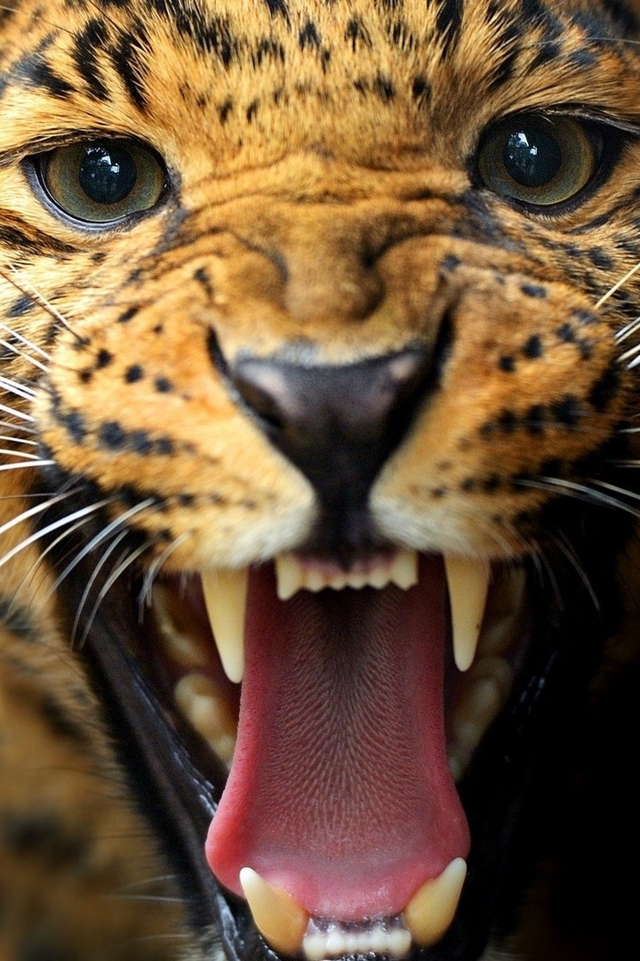 Лео 80. История одного леопарда