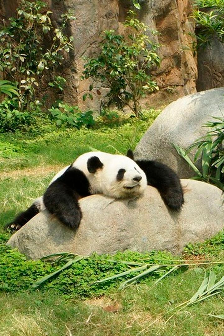 Гигантские панды: размножение в неволе