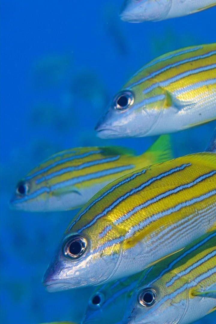 Жизнь морских обитателей