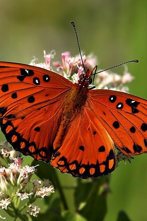 В гостях у насекомых