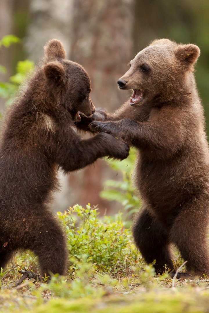 Дикие детки