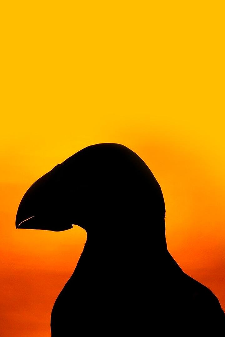 Дикая Шотландия