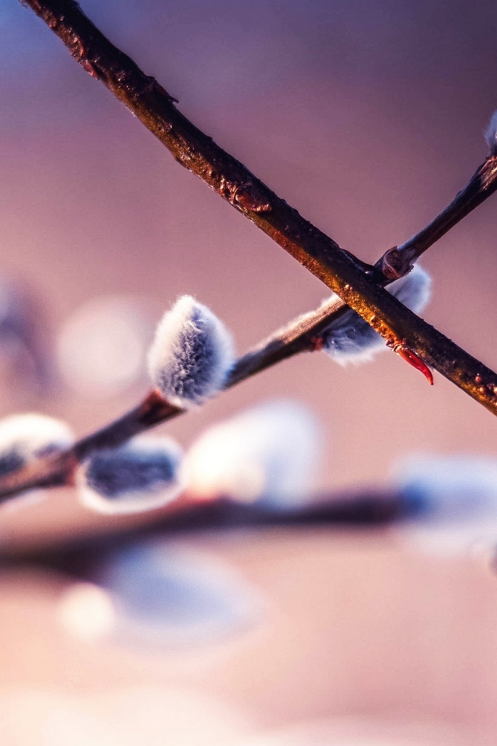 Вербное воскресенье